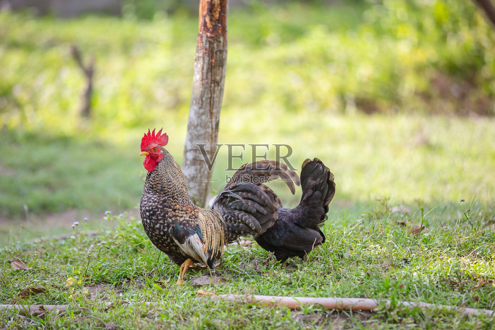 狡猾的鸡在花园里照片摄影图片