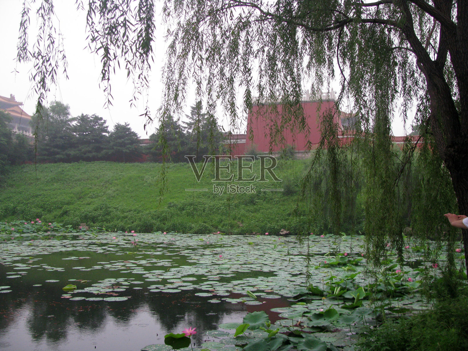 一个荷塘,粉红的荷塘,白白的荷塘,岸边的柳树照片摄影图片