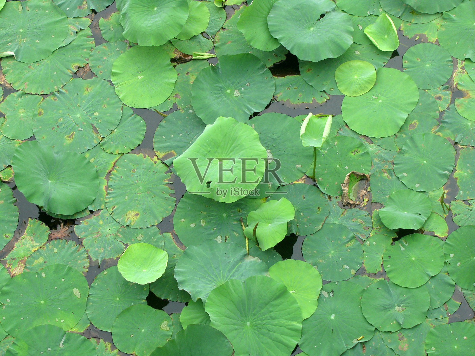 一个荷塘,粉红的荷塘,白白的荷塘,岸边的柳树照片摄影图片