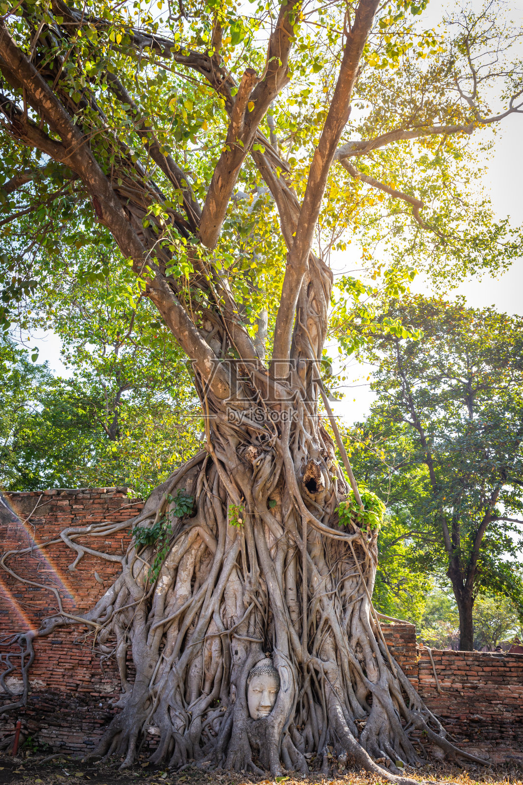 泰国大城府玛哈塔寺的大菩提树。是外国游客最喜欢的地方。照片摄影图片