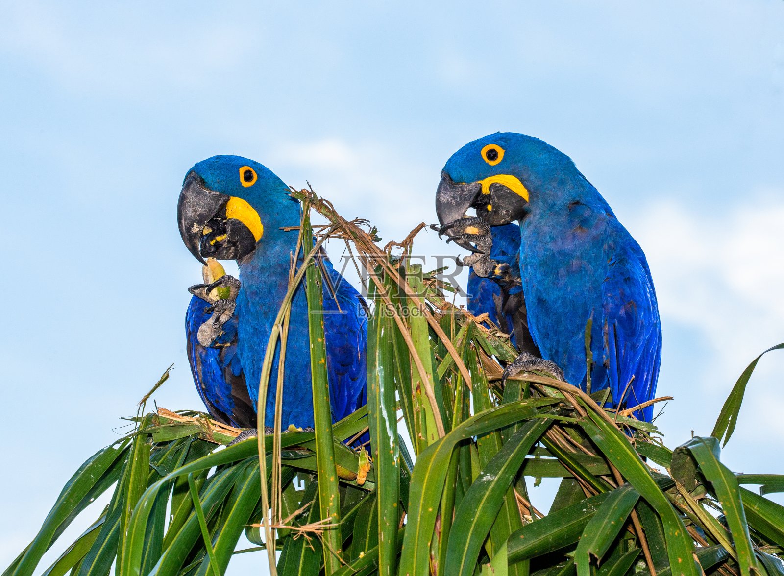 两只风信子金刚鹦鹉正坐在一棵棕榈树上吃坚果。照片摄影图片
