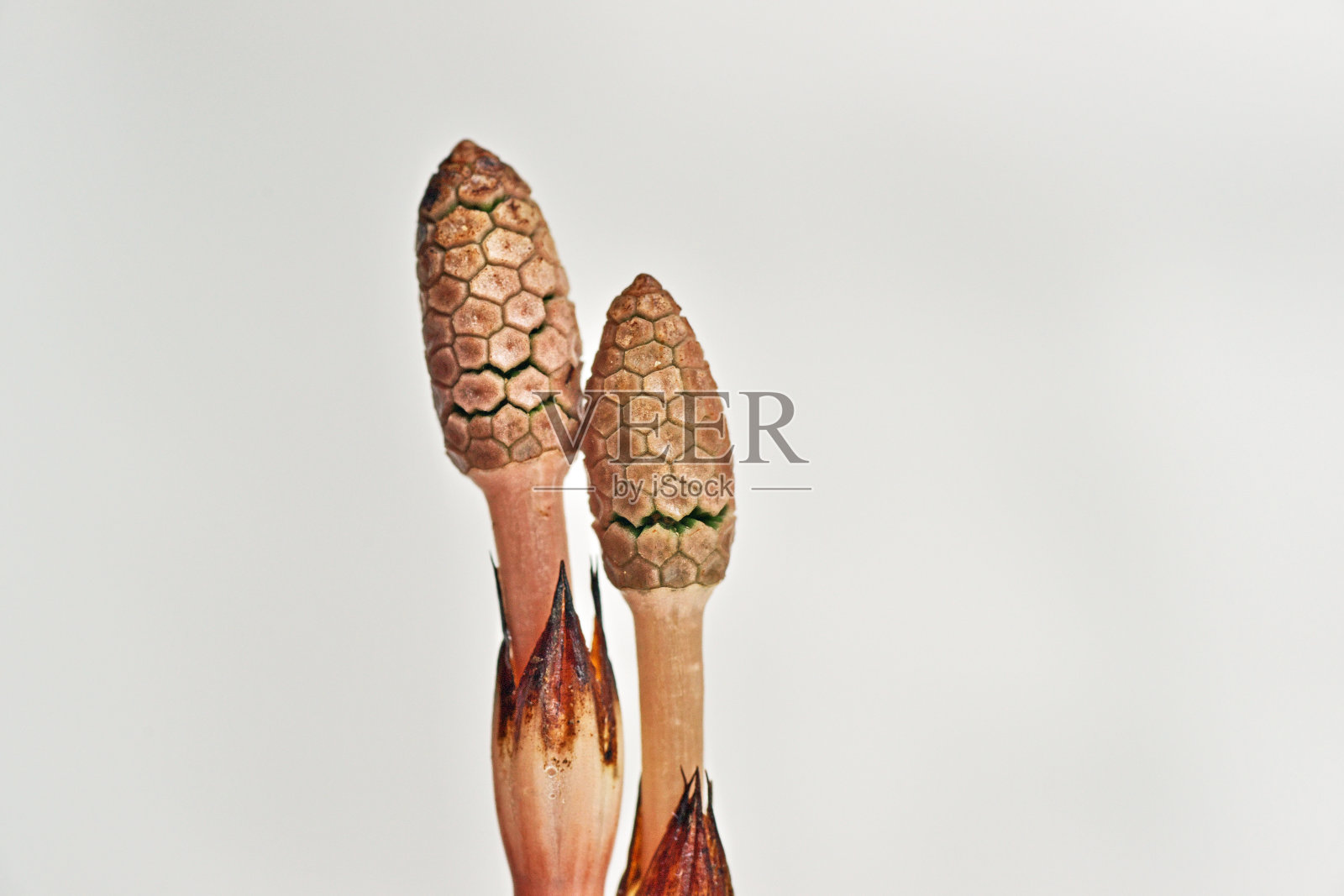 问荆照片摄影图片