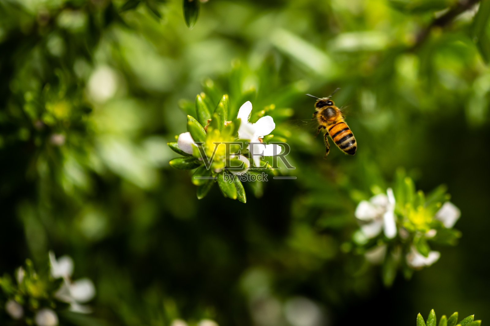 蜜蜂用小花收集花粉,特写,缩微照片照片摄影图片