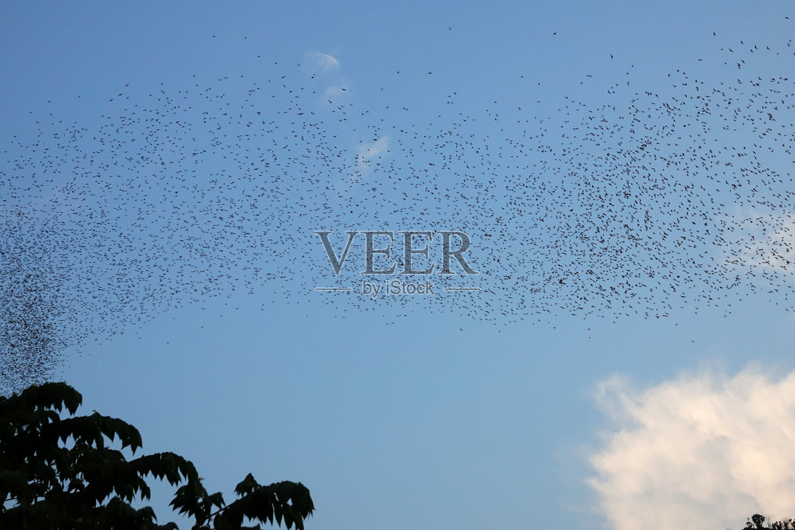 泰国国家公园Phu Pha Man Tham三k Khao蝙蝠洞照片摄影图片