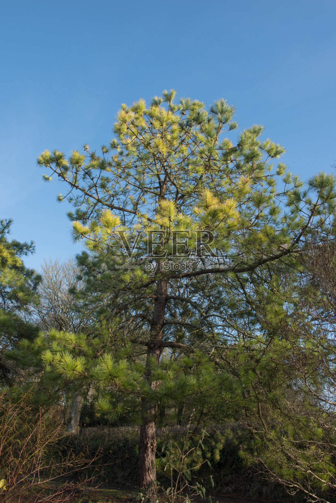一种常绿针叶松满洲红松,南方油松或中国红松(油松)的绿色叶子和球果,生长在英国德文郡乡村的花园中照片摄影图片