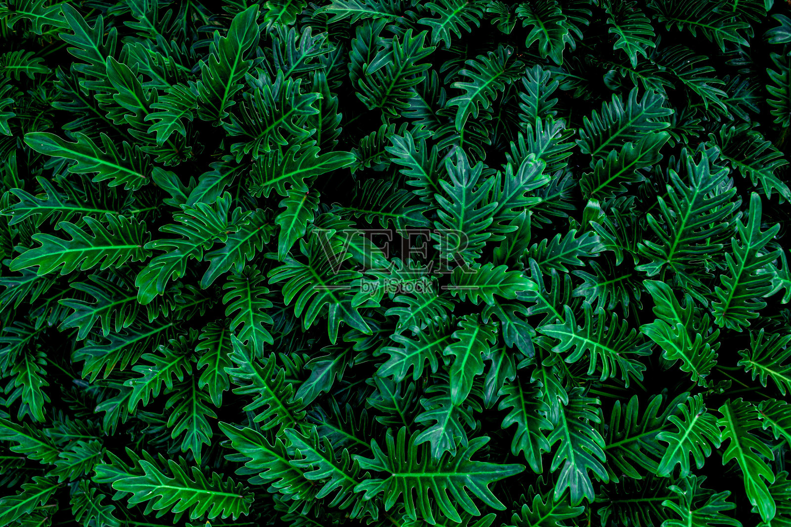 抽象绿叶纹理,深蓝色调自然背景照片摄影图片