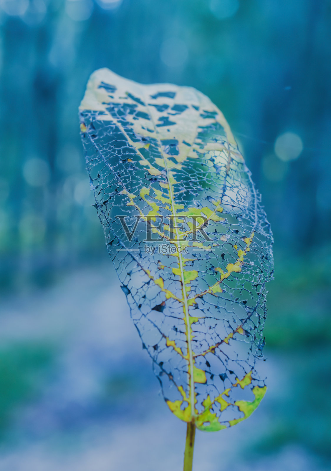 绿叶被虫吃,抽象的自然背景照片摄影图片