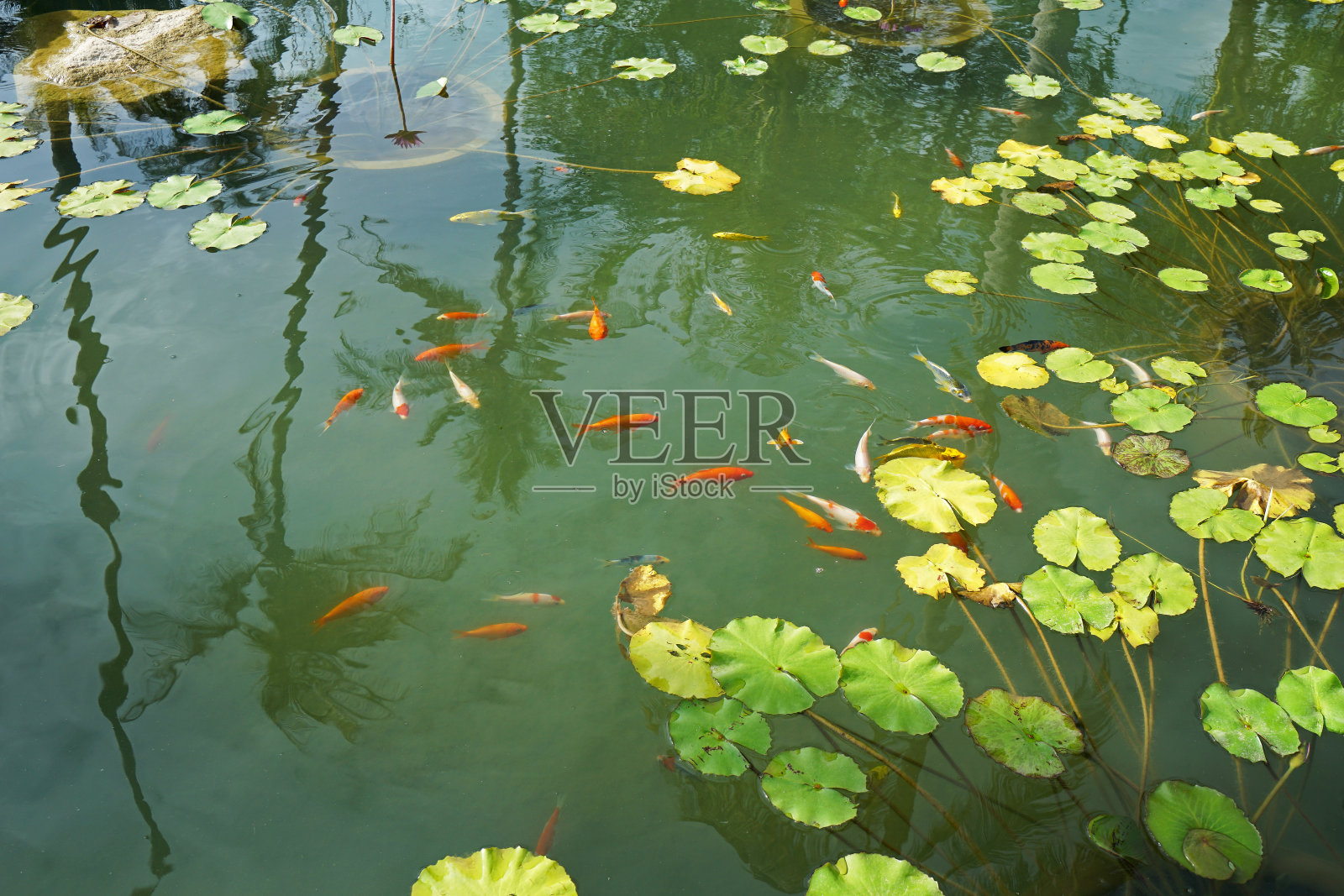 布置和设置绿色的自然池塘,色彩斑斓的锦鲤和荷花树照片摄影图片