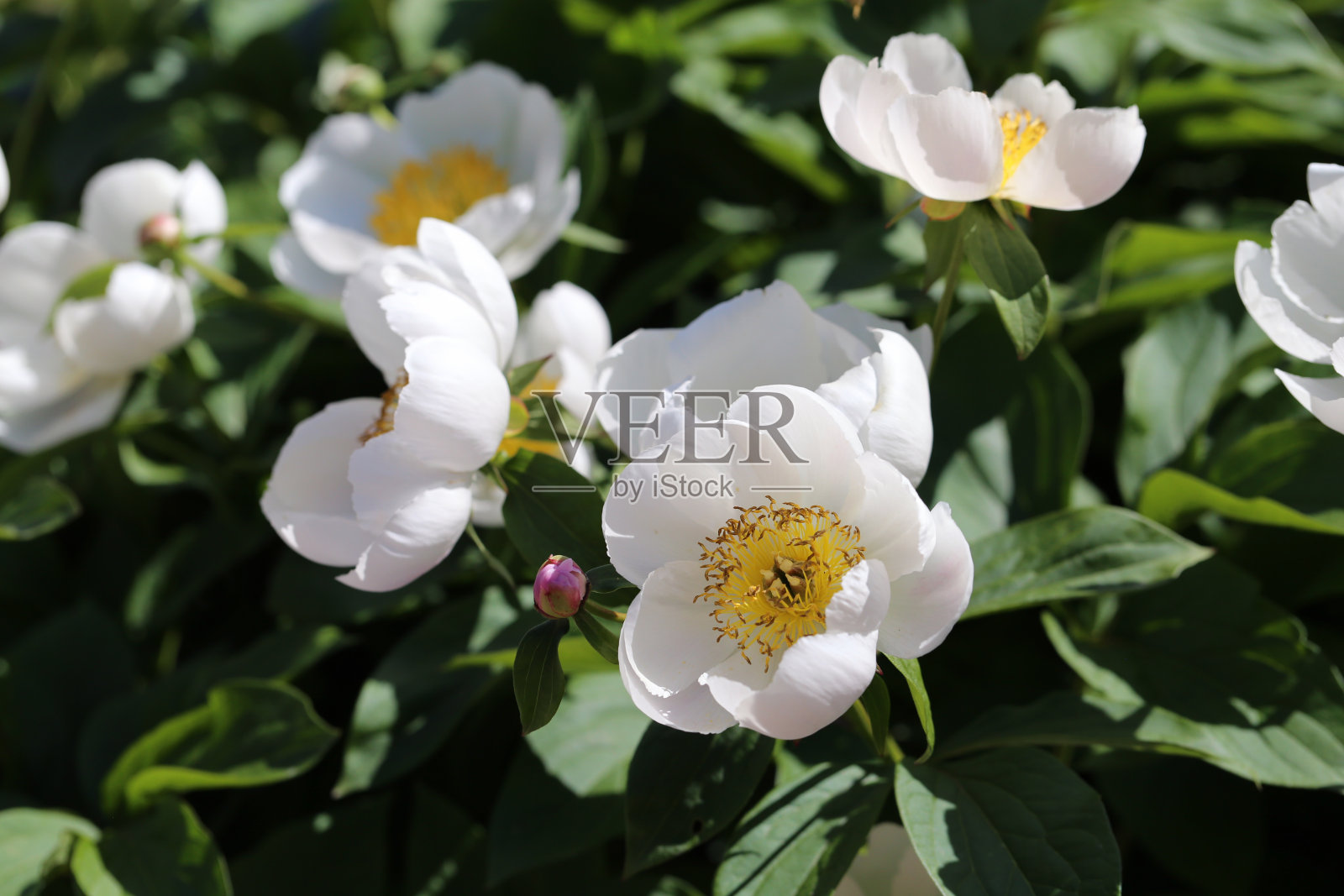 玫瑰丛与许多盛开的白玫瑰照片摄影图片