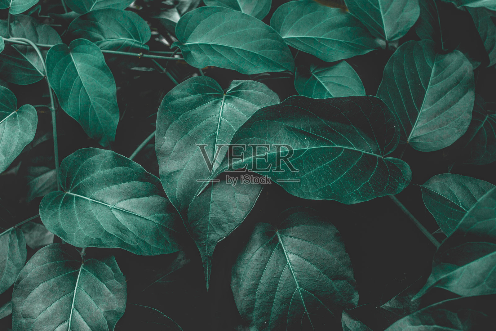 绿叶背景的特写自然视图照片摄影图片