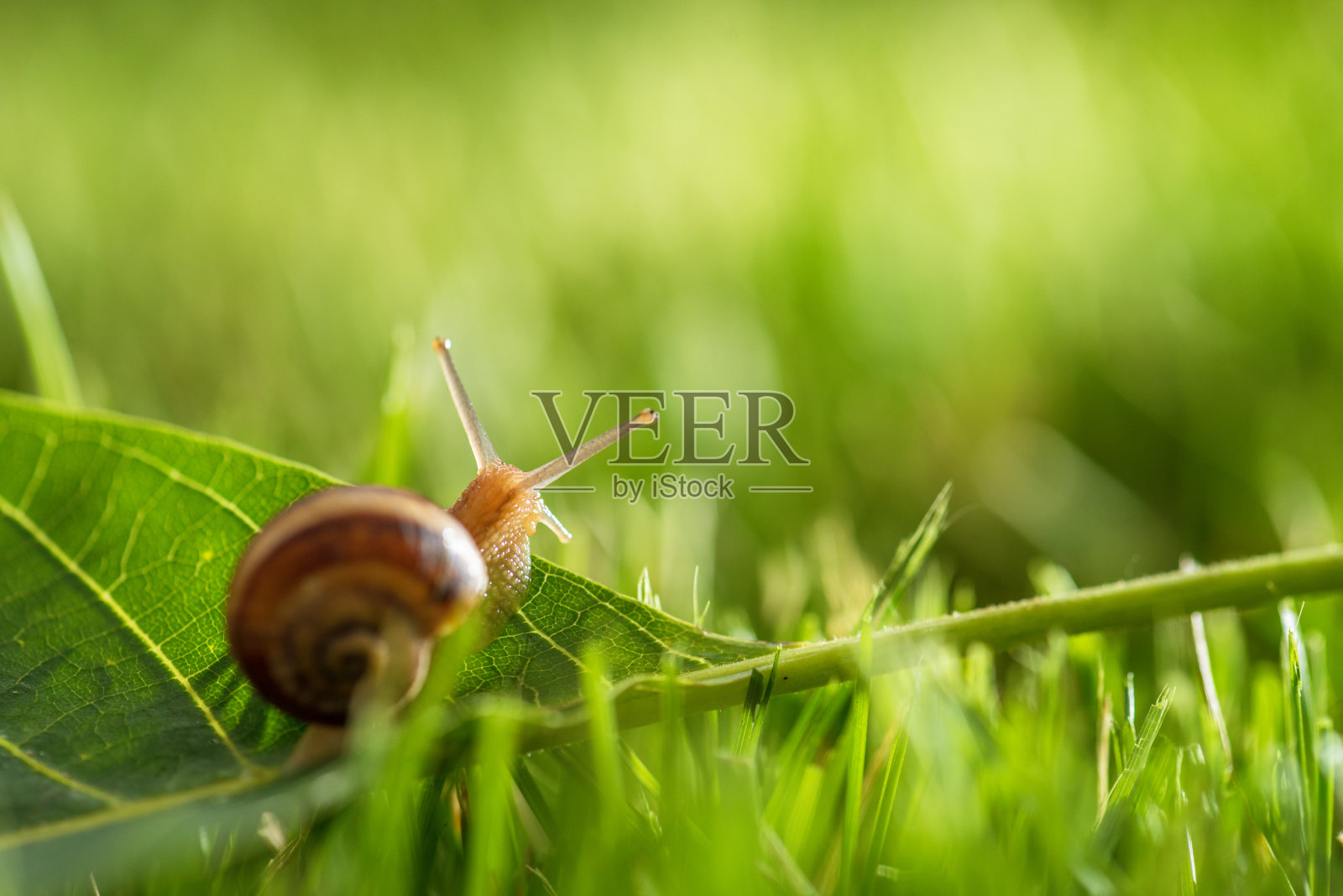 大自然中蜗牛的特写照片。照片摄影图片