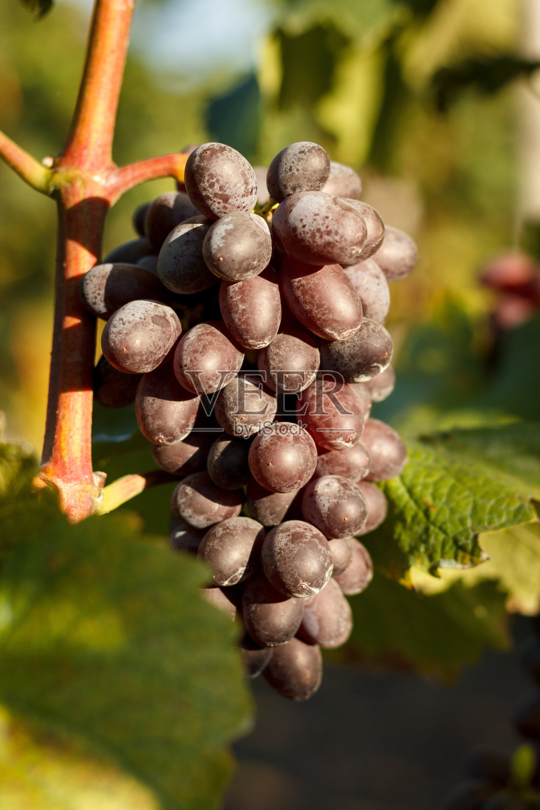 酿酒照片摄影图片