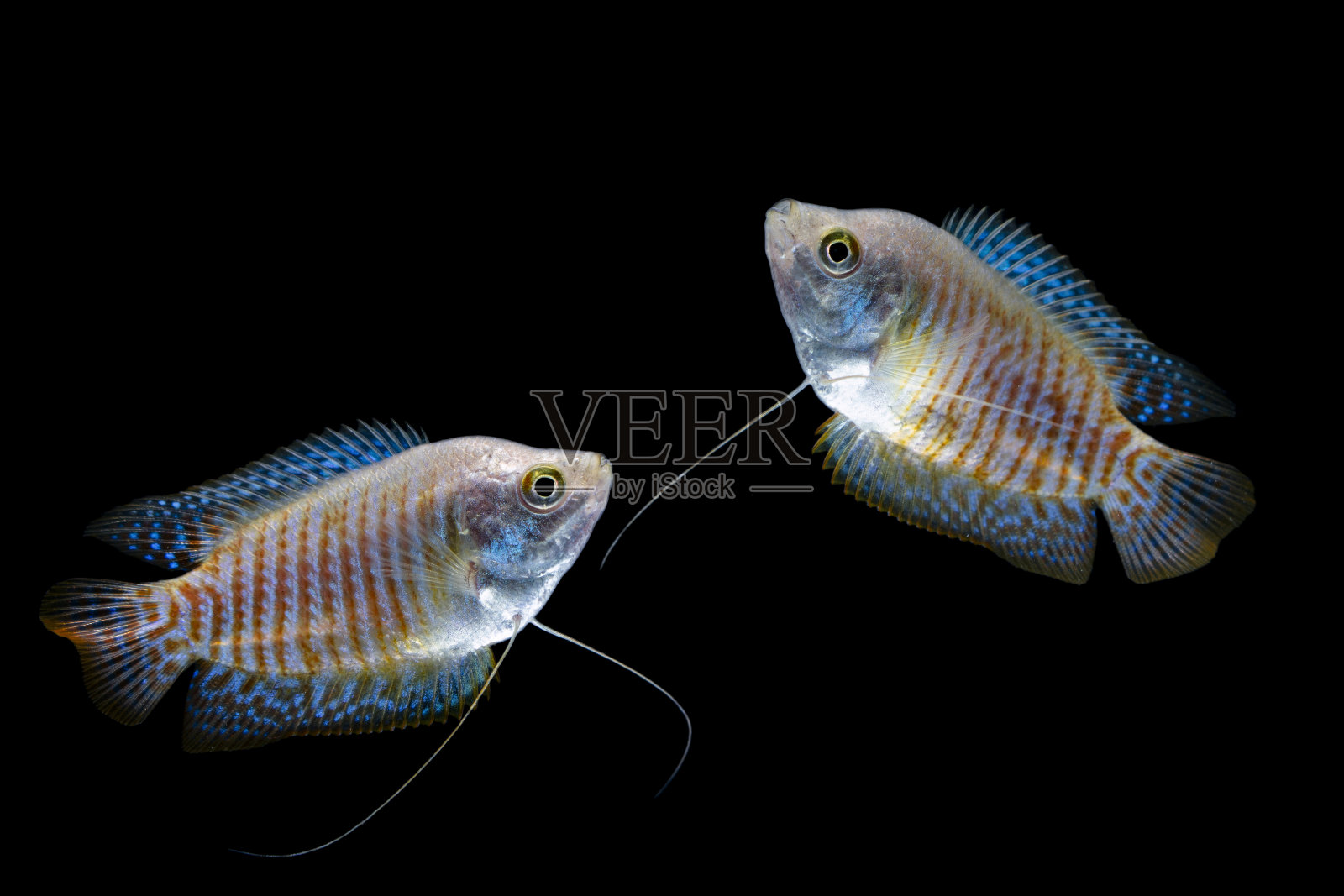 矮人gourami (Colisa lalia)照片摄影图片