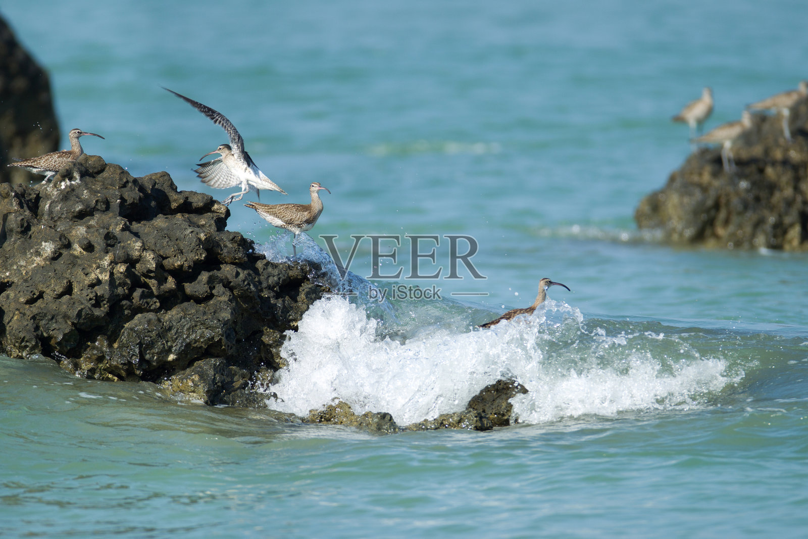 一群欧亚异想天开的人(纽纽斯菲欧普斯)照片摄影图片