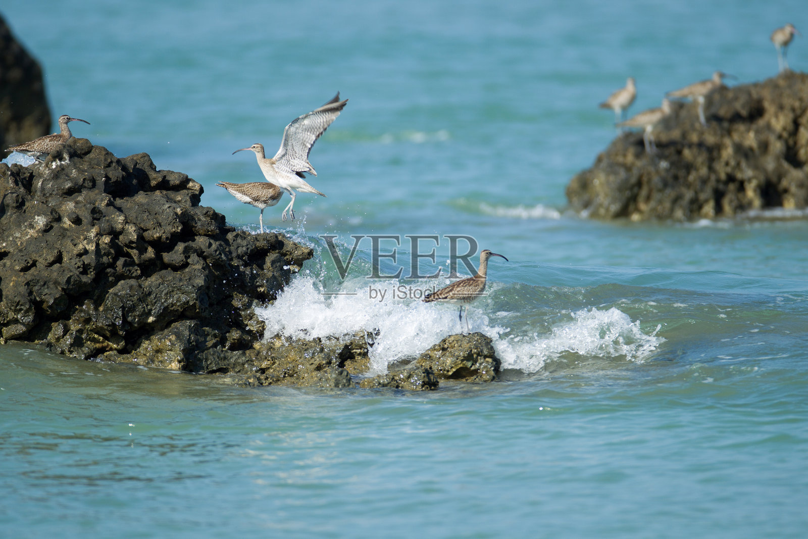 一群欧亚异想天开的人(纽纽斯菲欧普斯)照片摄影图片