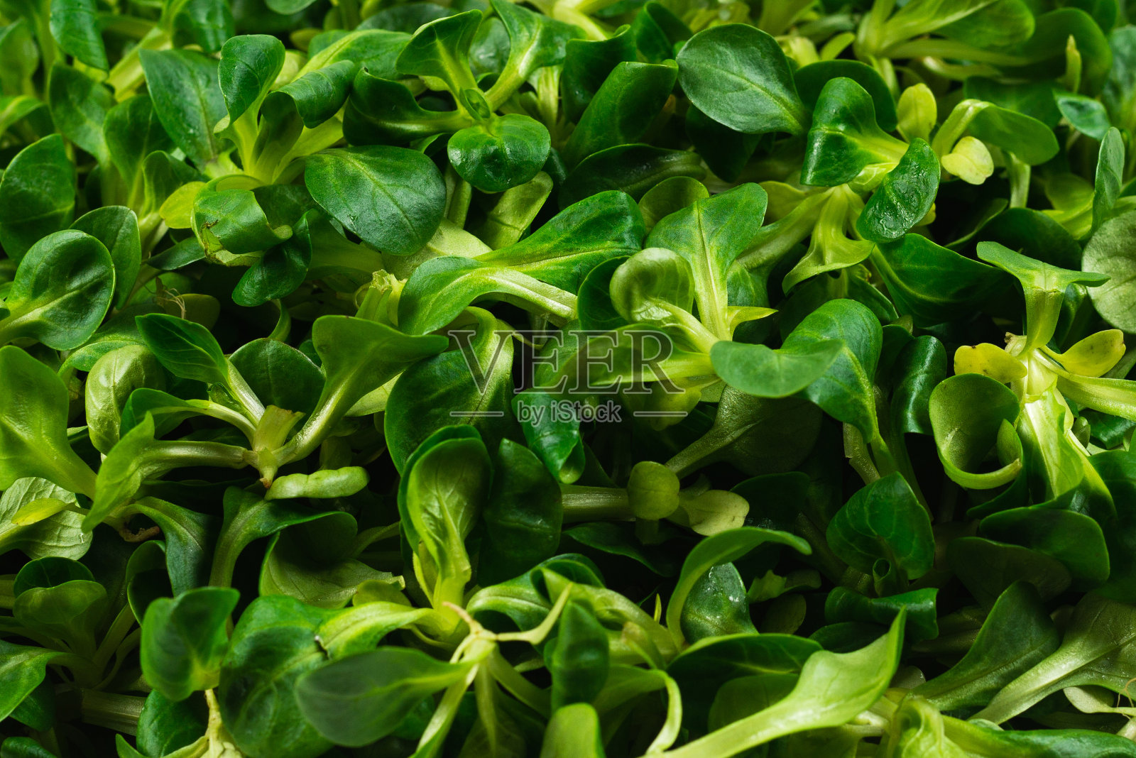 白色背景上的土豆泥沙拉。照片摄影图片