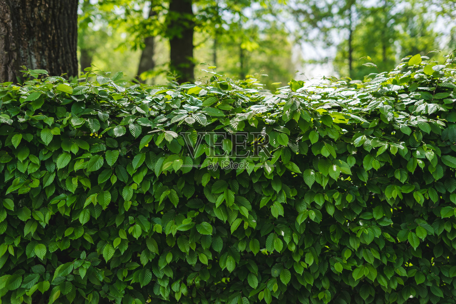 绿色背景照片摄影图片