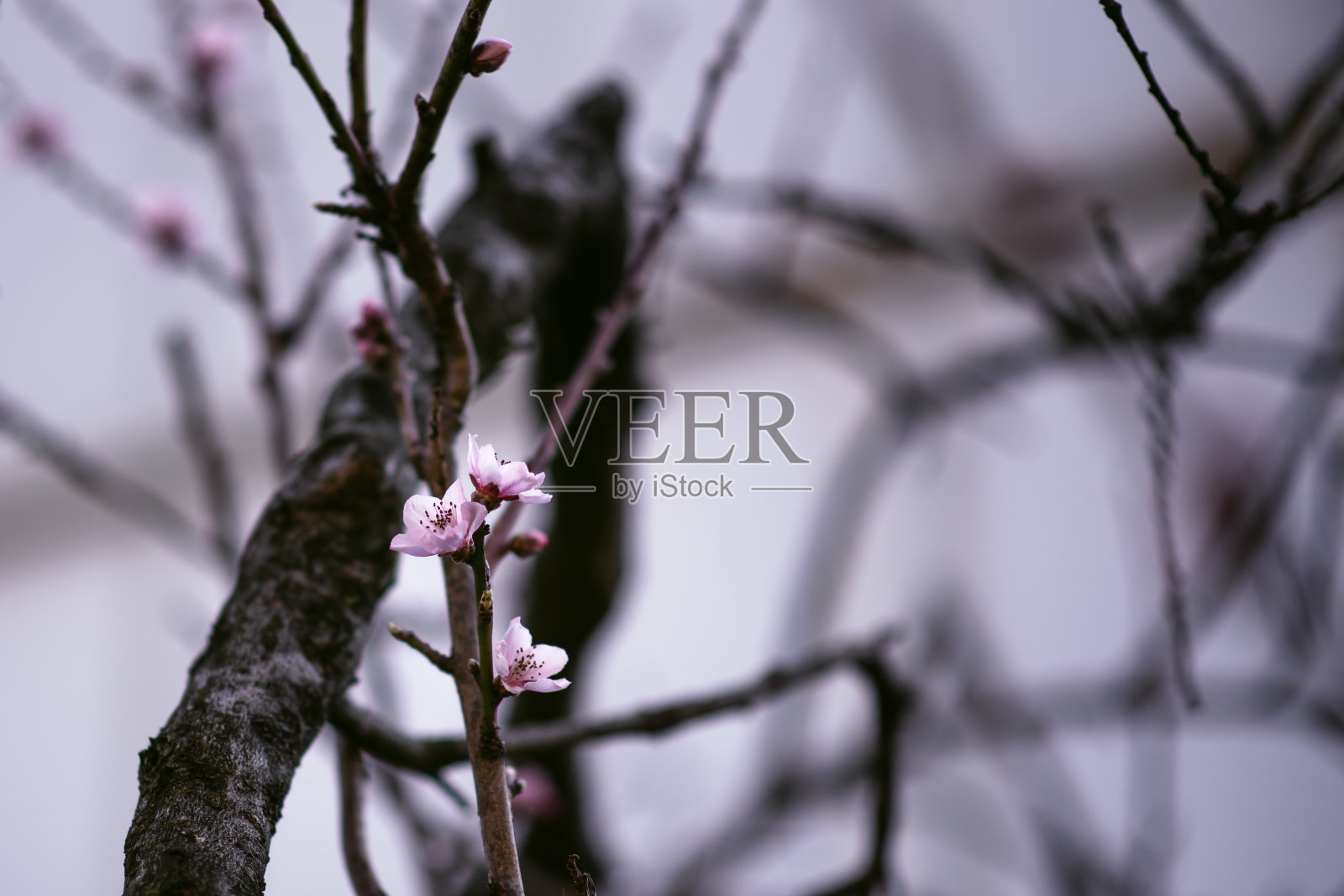植物和花:桃树花-桃李照片摄影图片