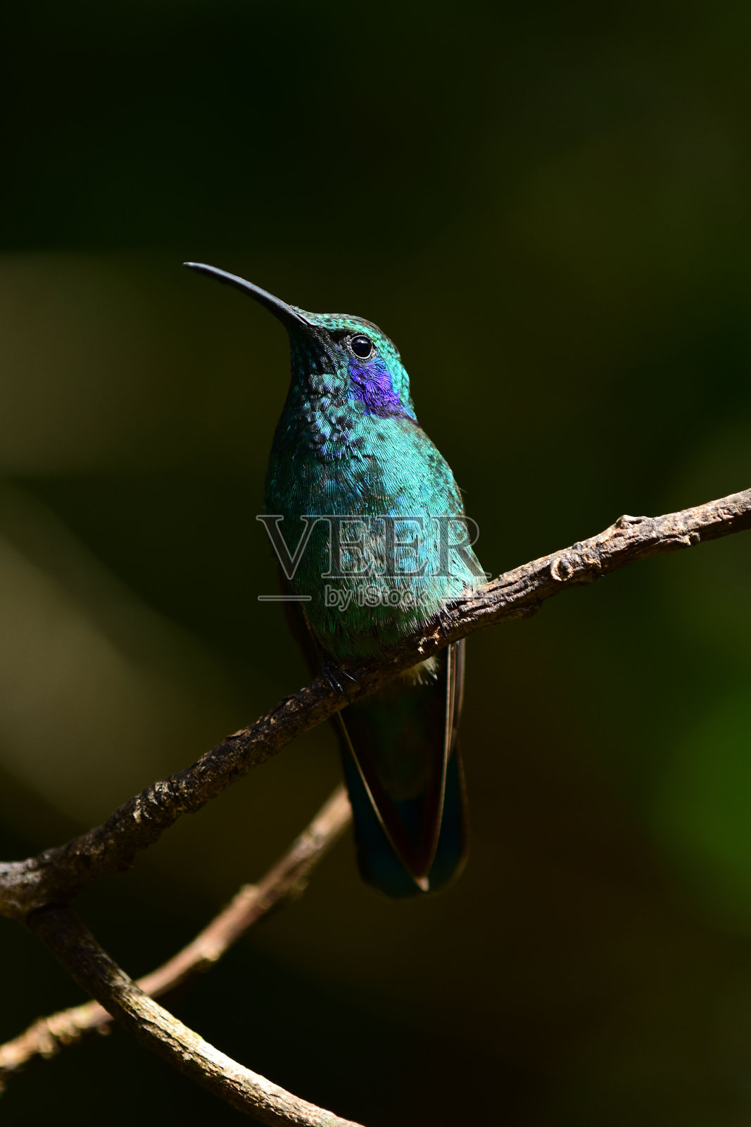 栖息的绿色紫罗兰色蜂鸟与黑暗的自然色调的背景照片摄影图片