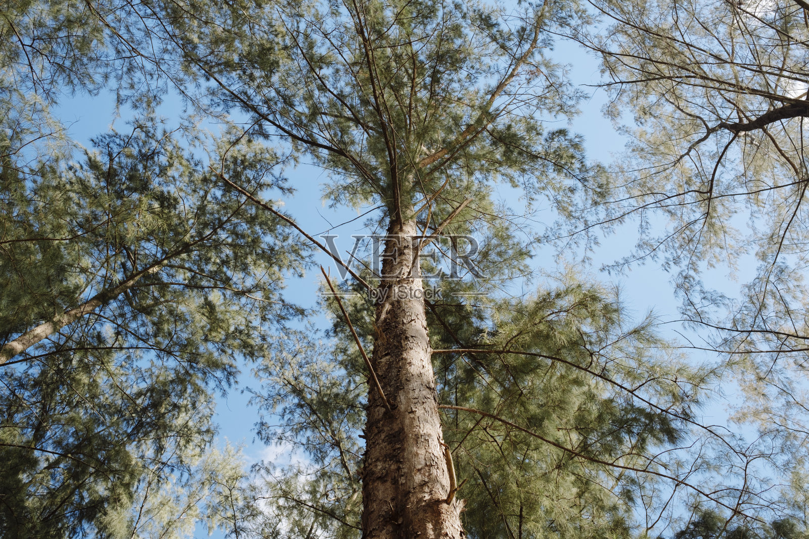 泰国普吉岛,高大的松树和晴朗的天空照片摄影图片