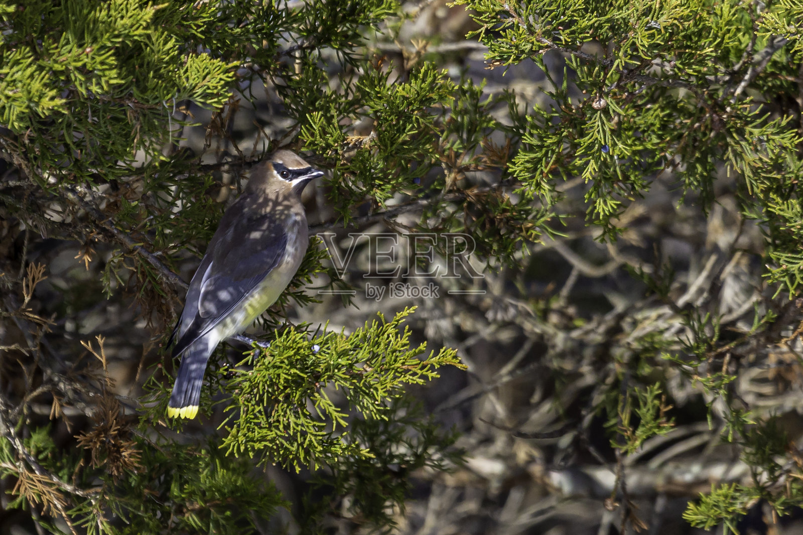 漂亮的鸟照片摄影图片