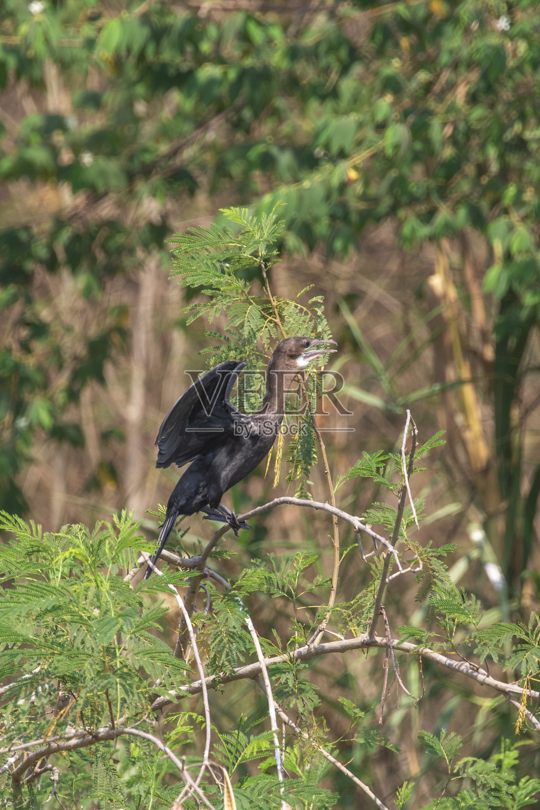 图片的鸬鹚或毛毛在自然背景。一只鸟飞。动物。照片摄影图片