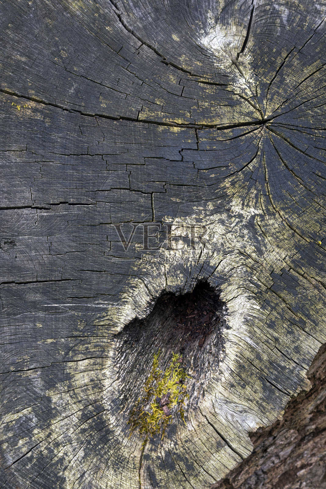 年轮纹理背景照片摄影图片