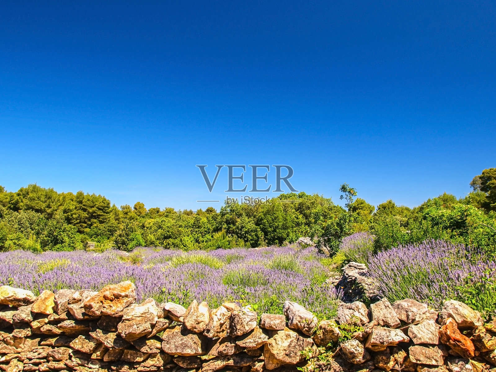 盛开的薰衣草场照片摄影图片