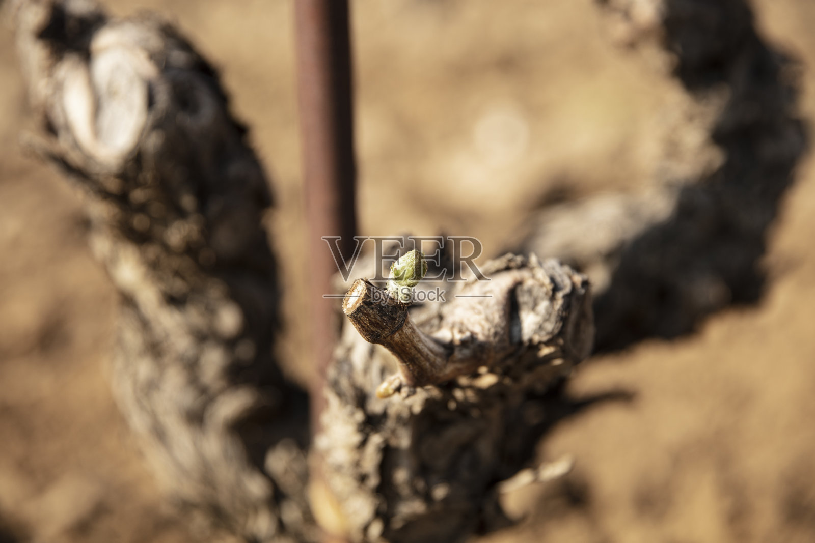葡萄树,新出生的照片摄影图片