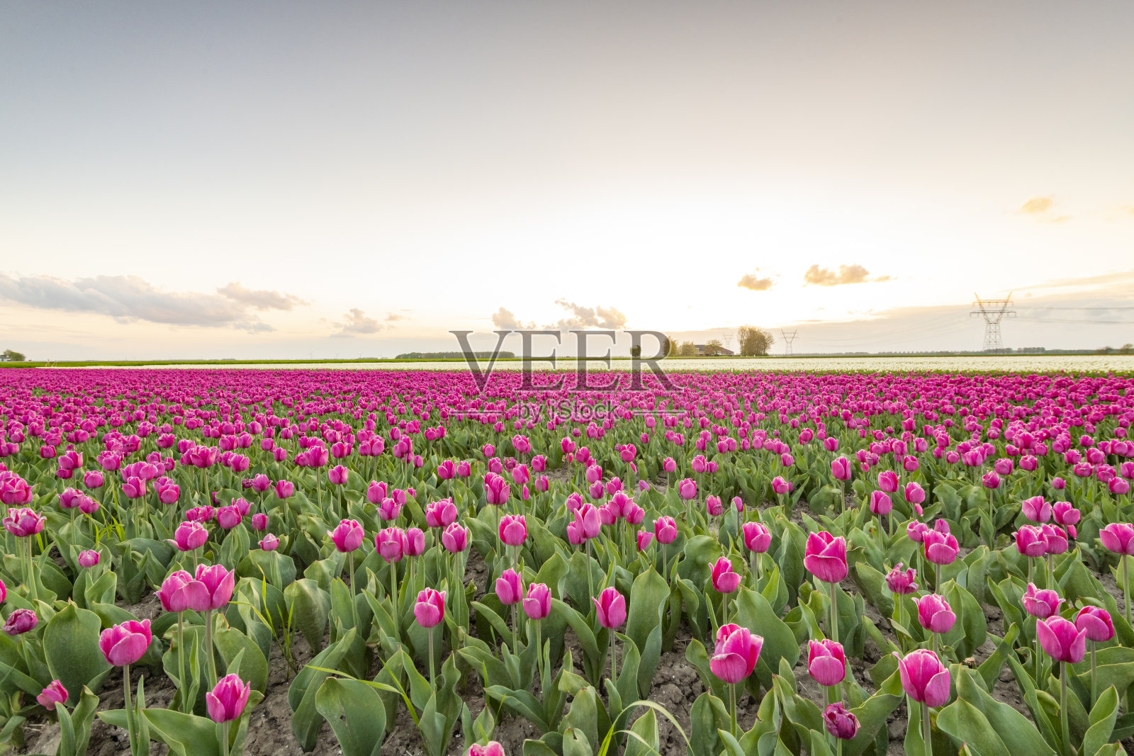 荷兰日落时紫色郁金香盛开的田野照片摄影图片