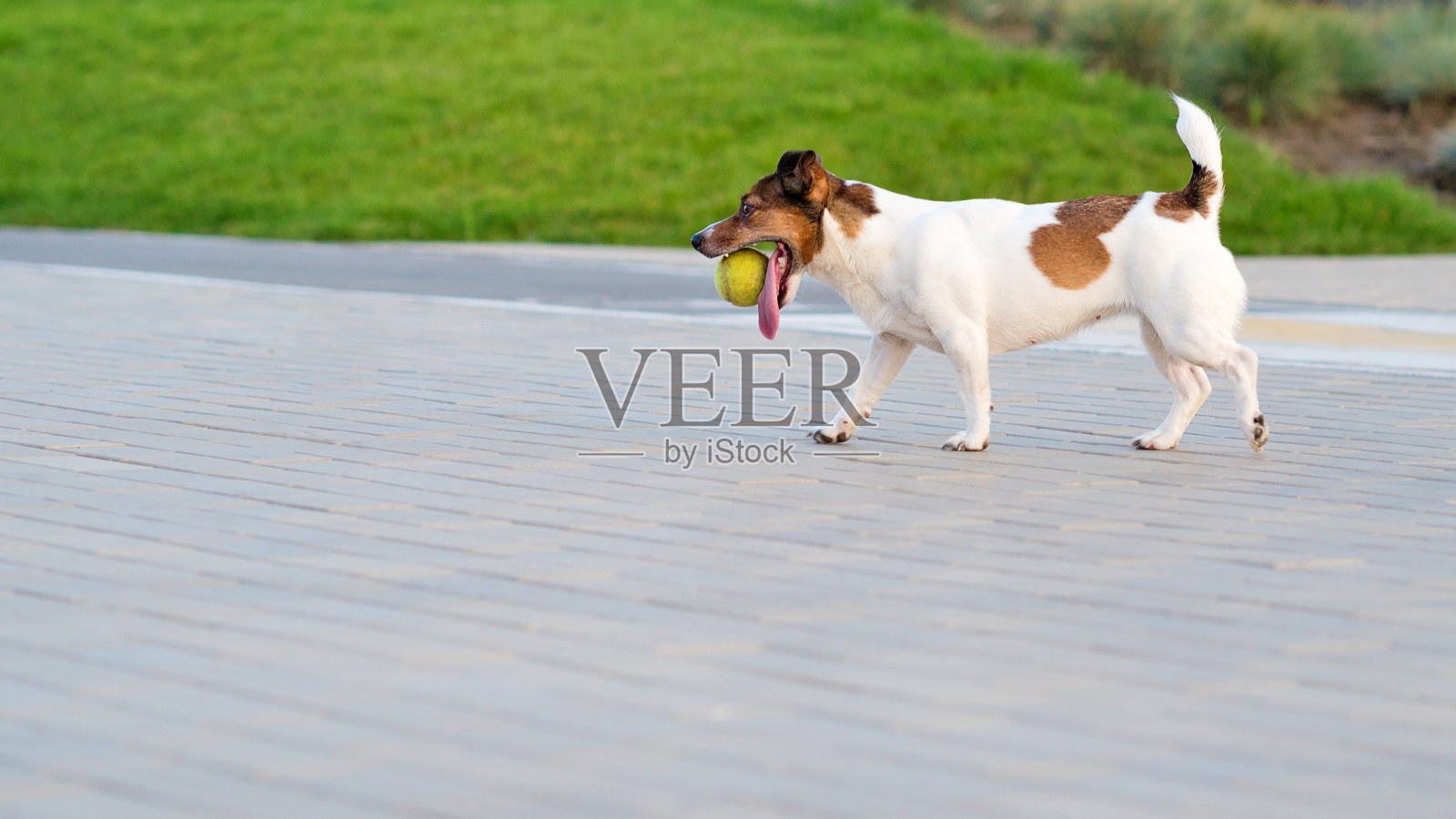 杰克罗素梗照片摄影图片