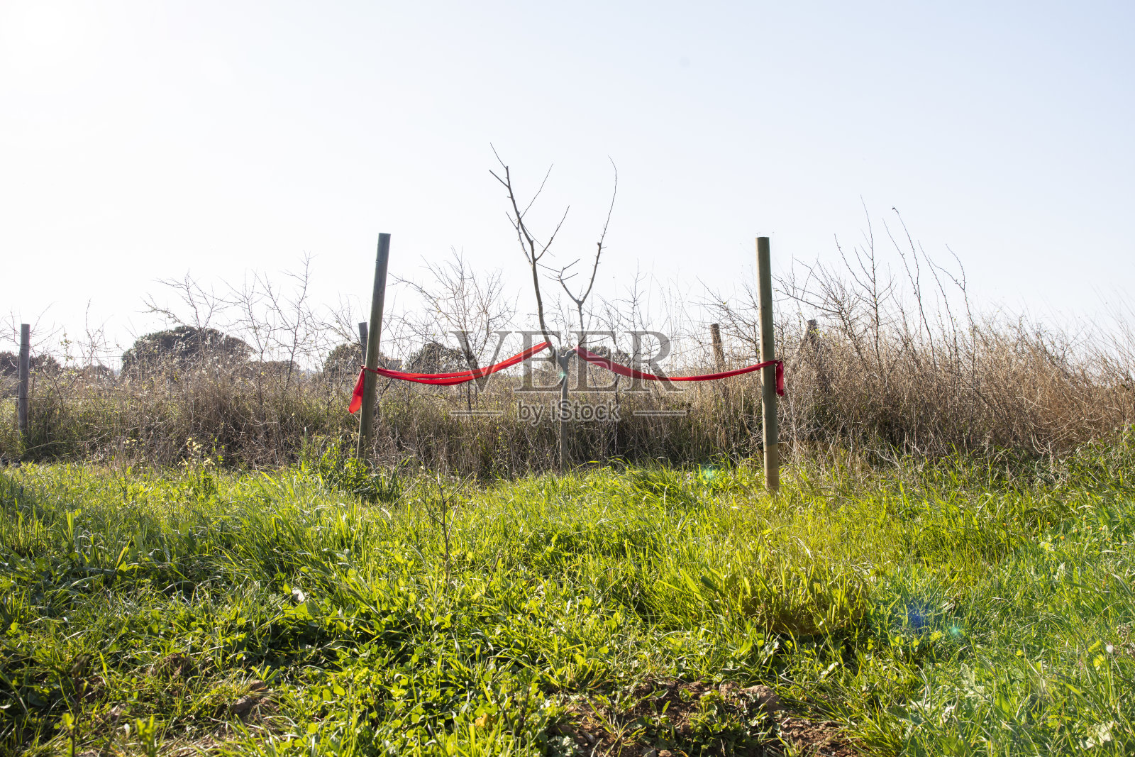 新栽桑树照片摄影图片