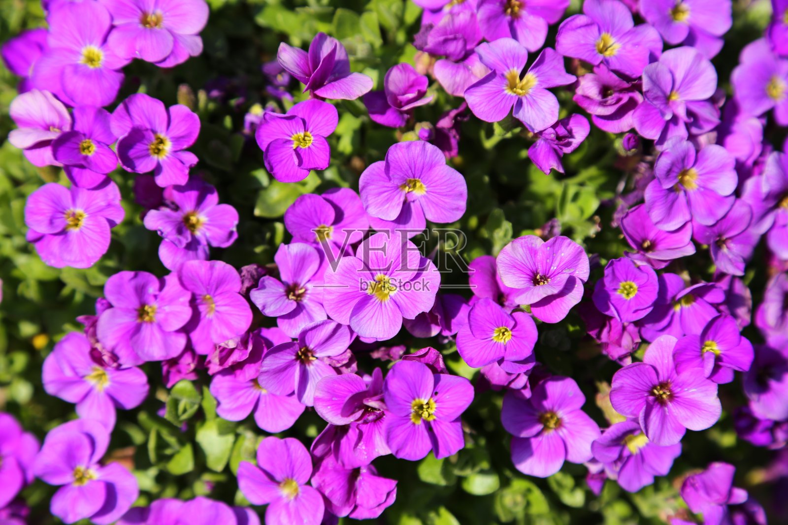 布劳基森 - 奥布里埃塔照片摄影图片