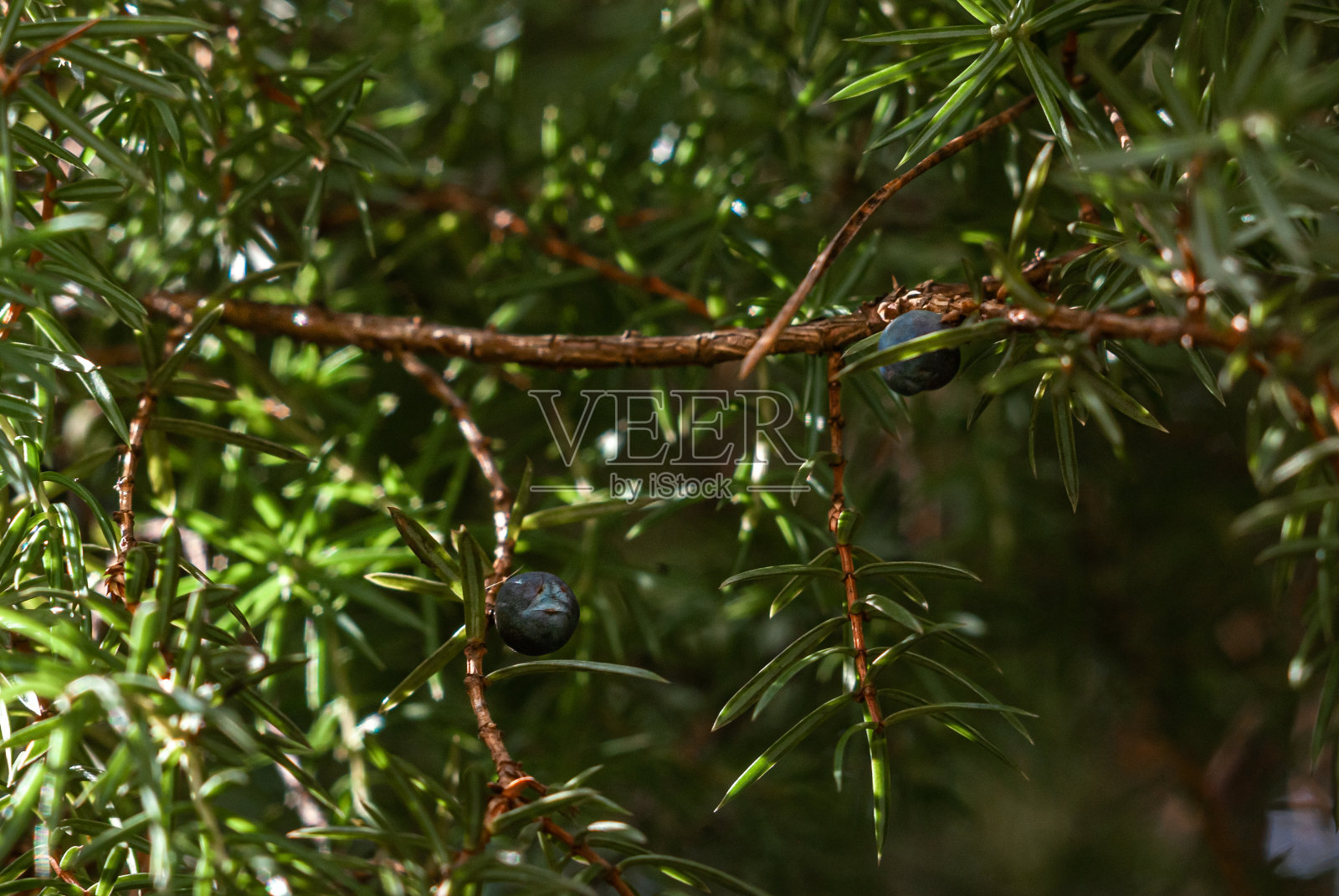 杜松的树枝和浆果,在阳光的照耀下。针叶背景与绿色,蓝色和白色散焦照片摄影图片