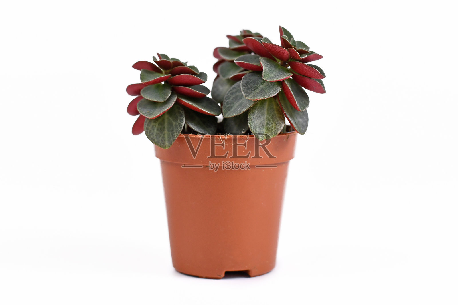 小'Peperomia Verticillata红原木'多肉植物在塑料花盆在白色的背景照片摄影图片