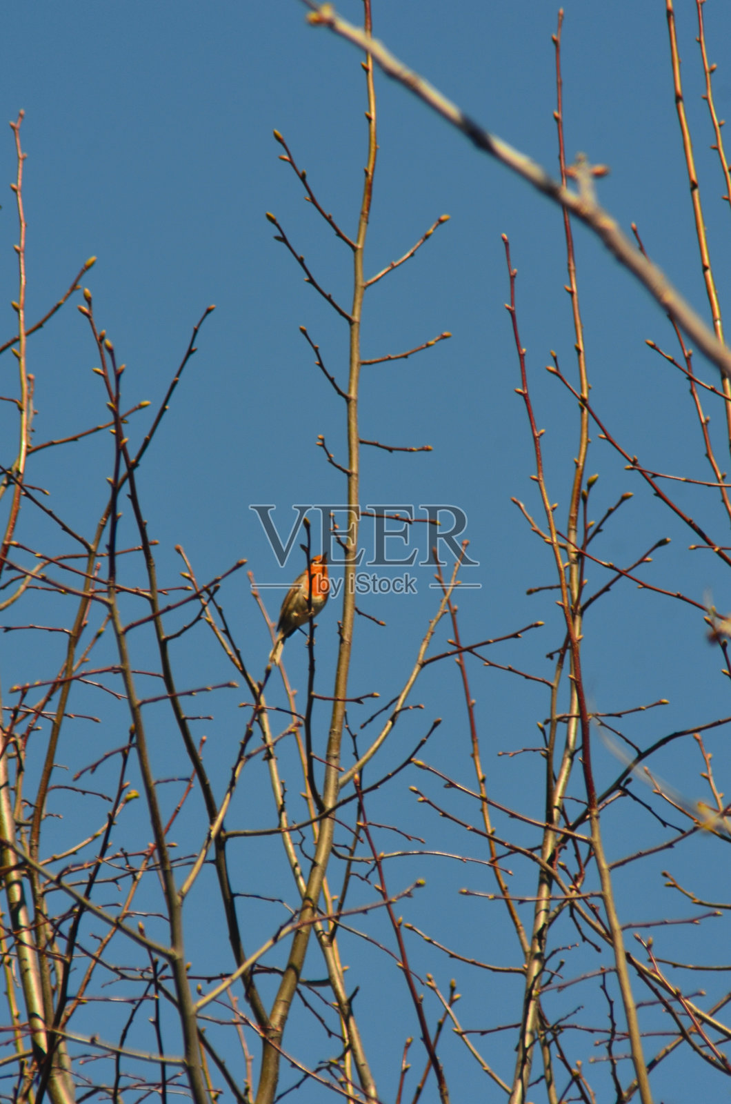一只鲜橙色的小鸟坐在光秃秃的树枝上照片摄影图片