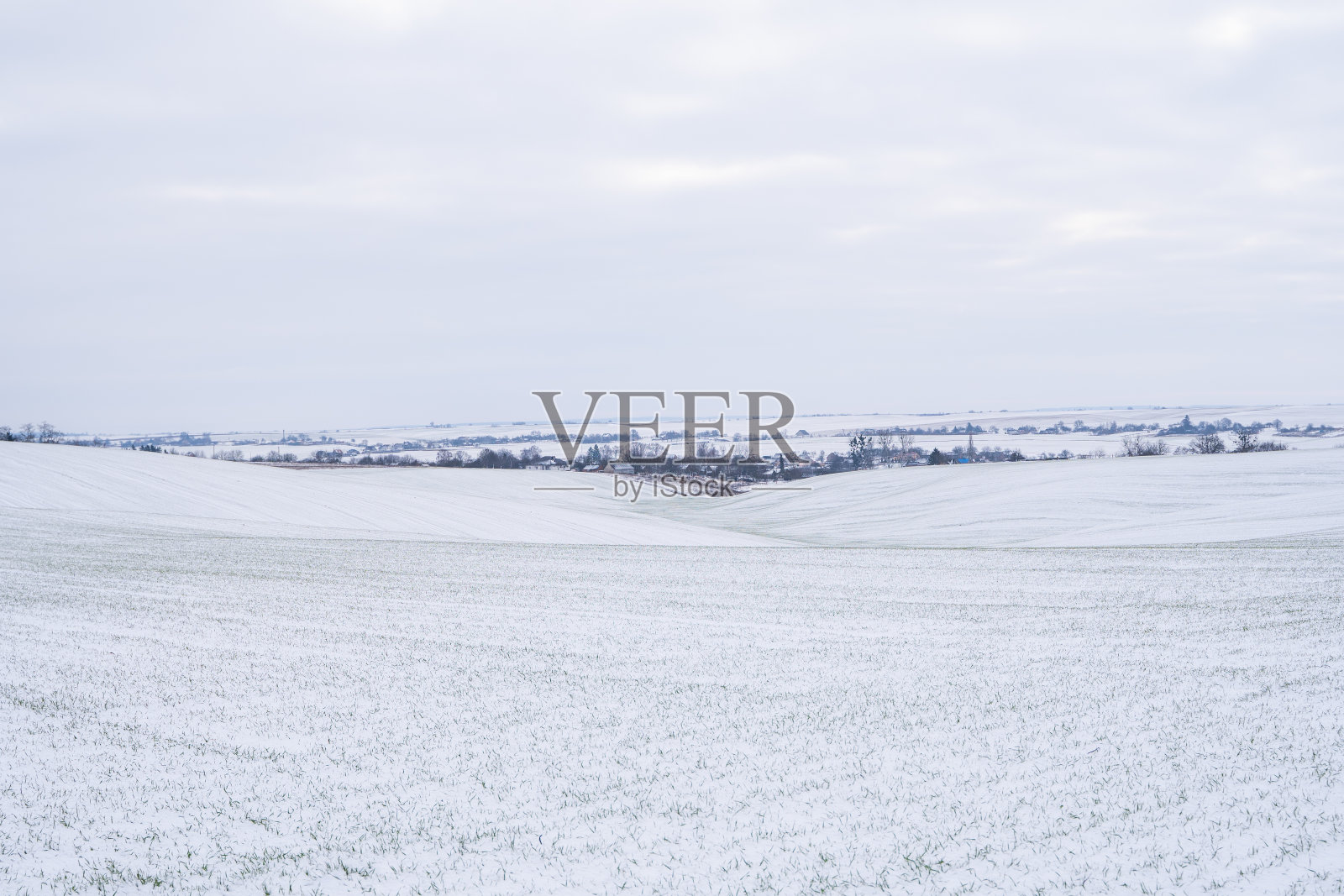 冬天麦田被雪覆盖着。冬小麦。绿草茵茵,草地下雪。在寒冷中收获。种植谷物做面包。一种作物栽培的农业过程。照片摄影图片