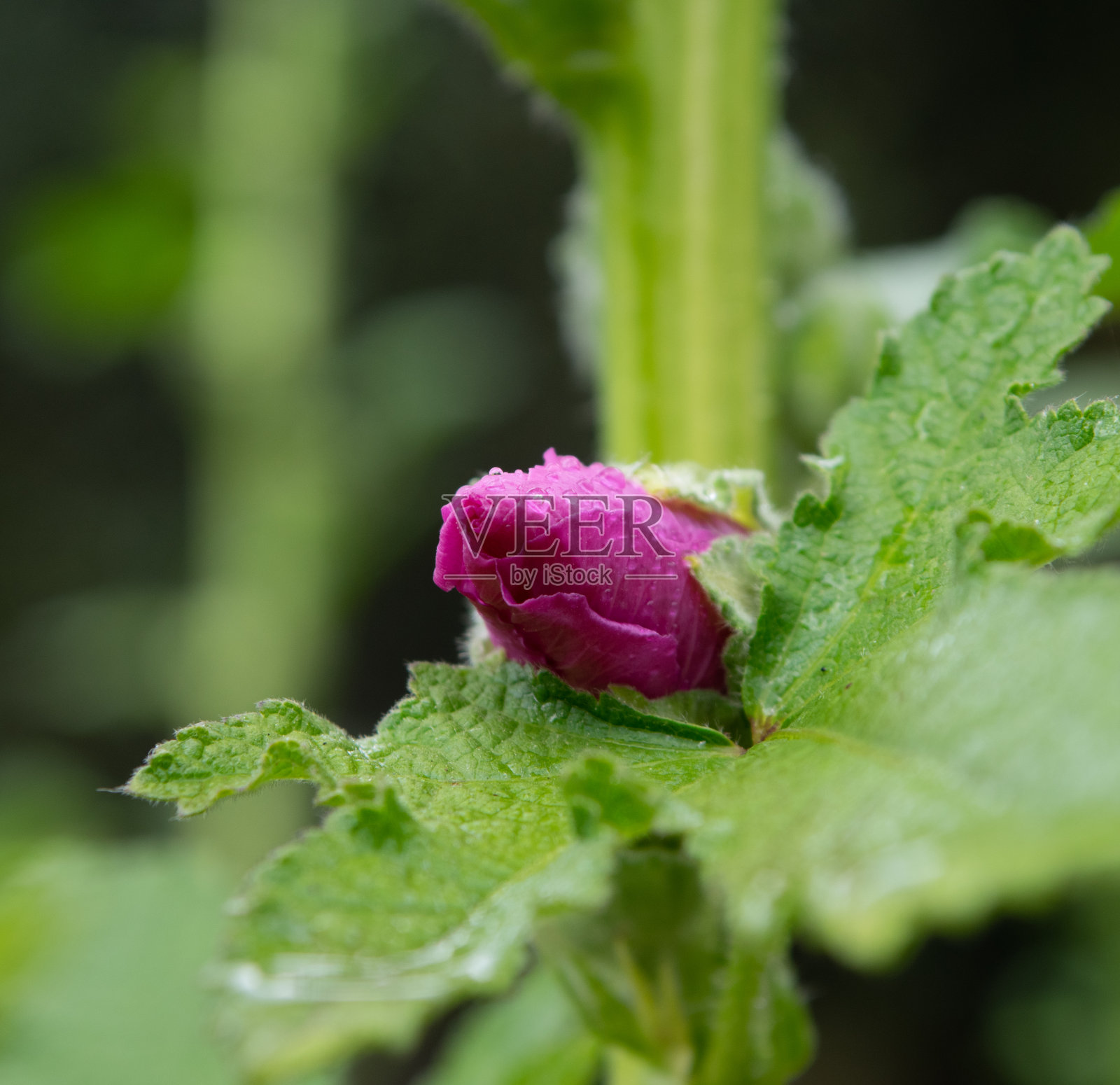 盛开的美丽的蜀葵照片摄影图片