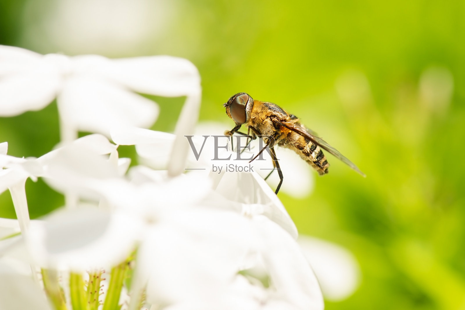 布朗蜜蜂飞照片摄影图片