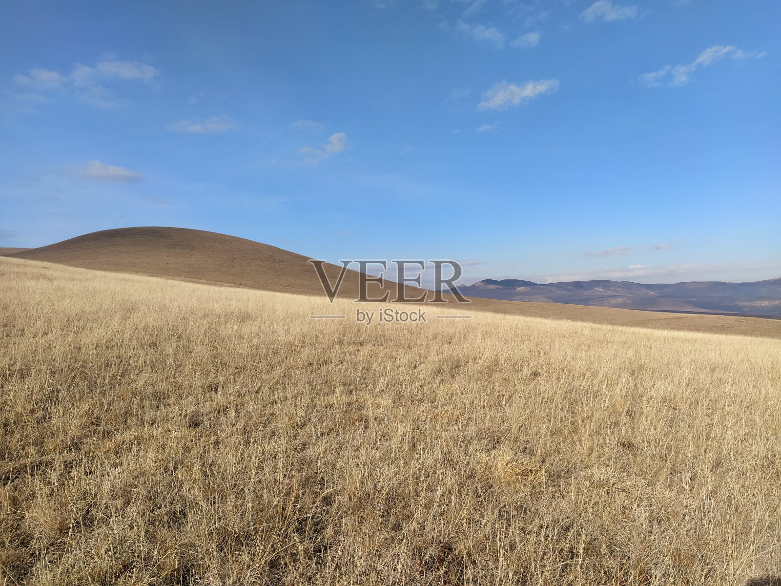 黄色的草照片摄影图片
