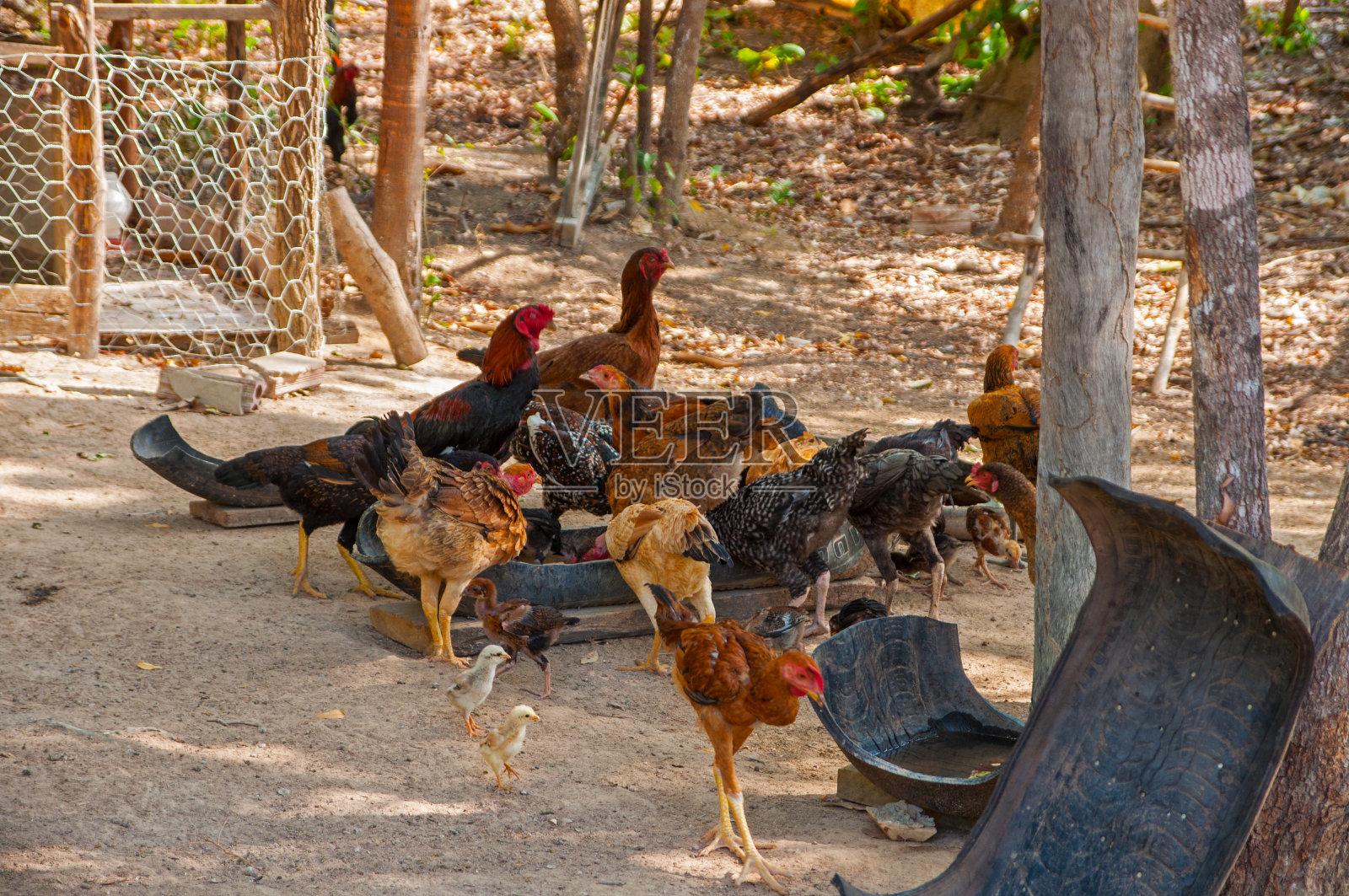 午饭时间吃鸡了照片摄影图片