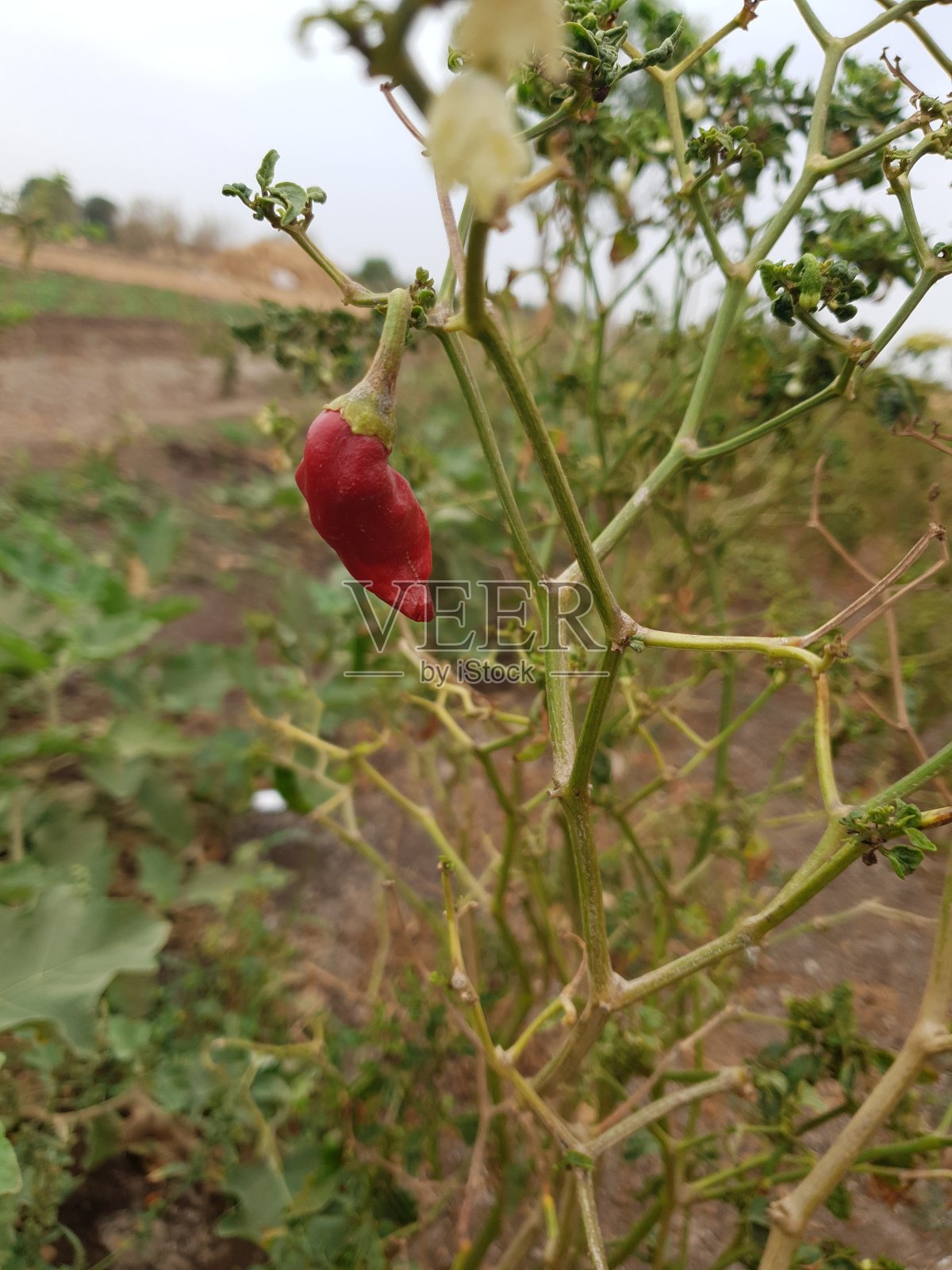 辣椒种植在农民园林式农场农业种植照片摄影图片