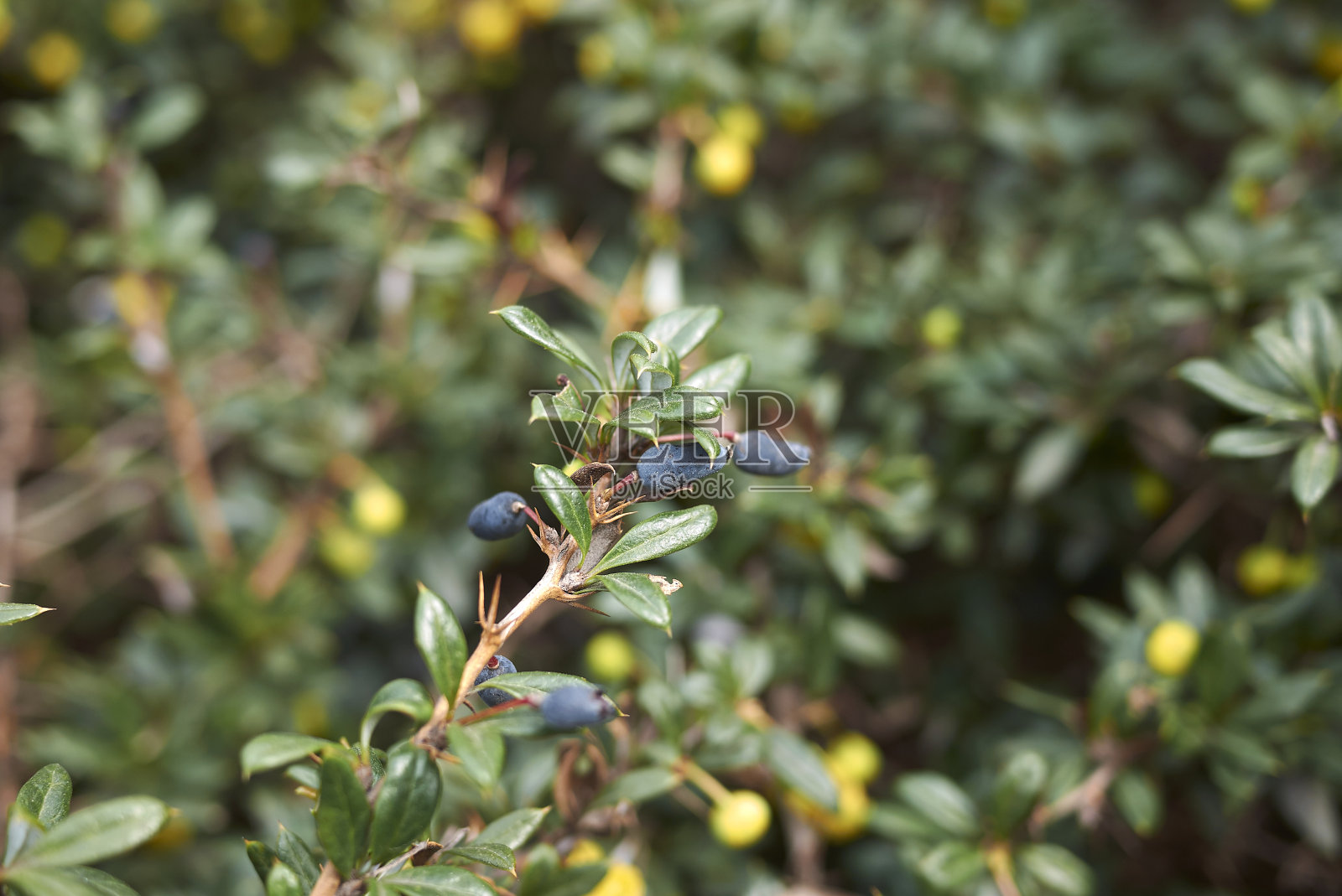小檗属植物candidula照片摄影图片