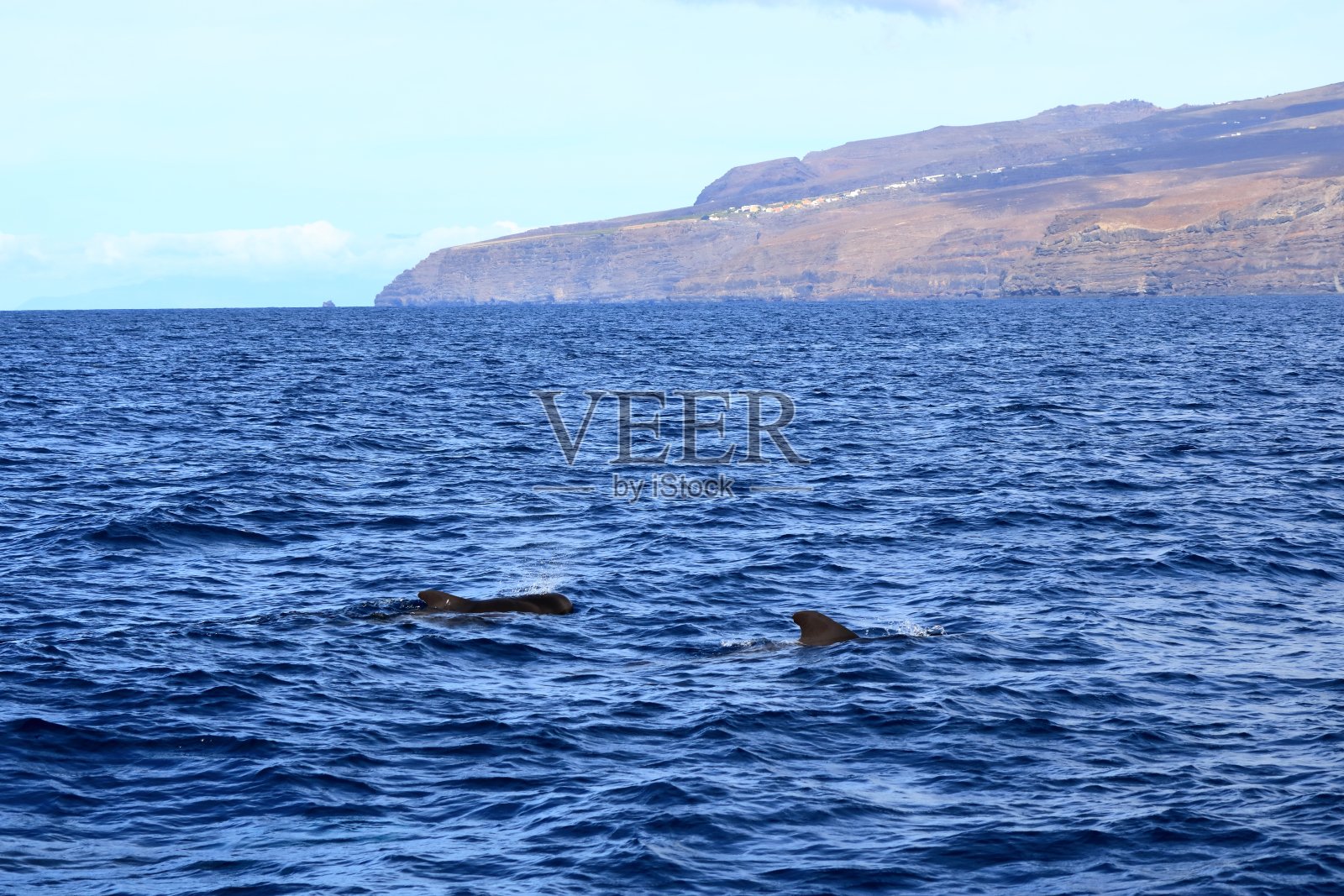 领航鲸在西班牙加那利群岛拉戈梅拉前的大西洋中游泳照片摄影图片