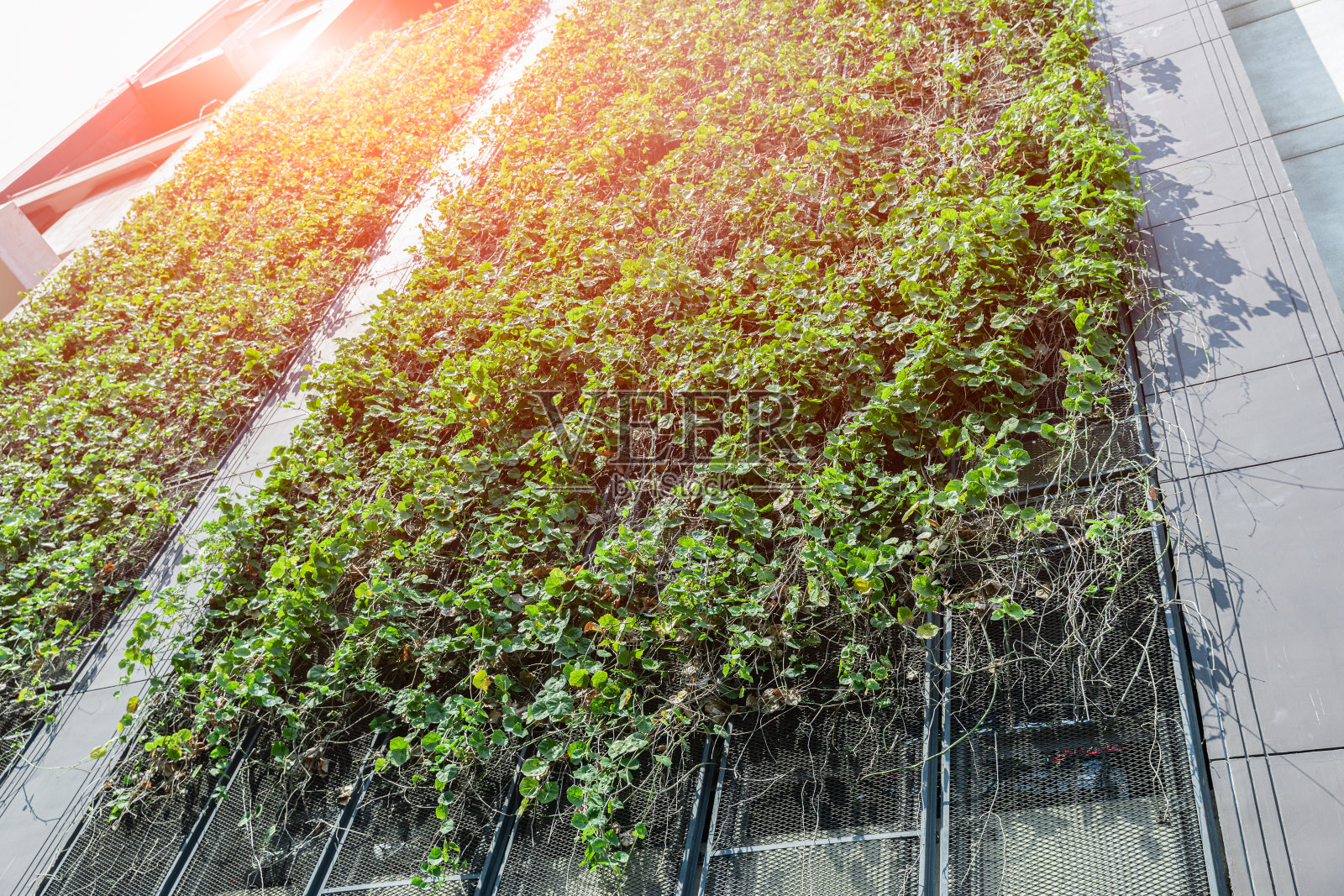 垂直花园照片摄影图片