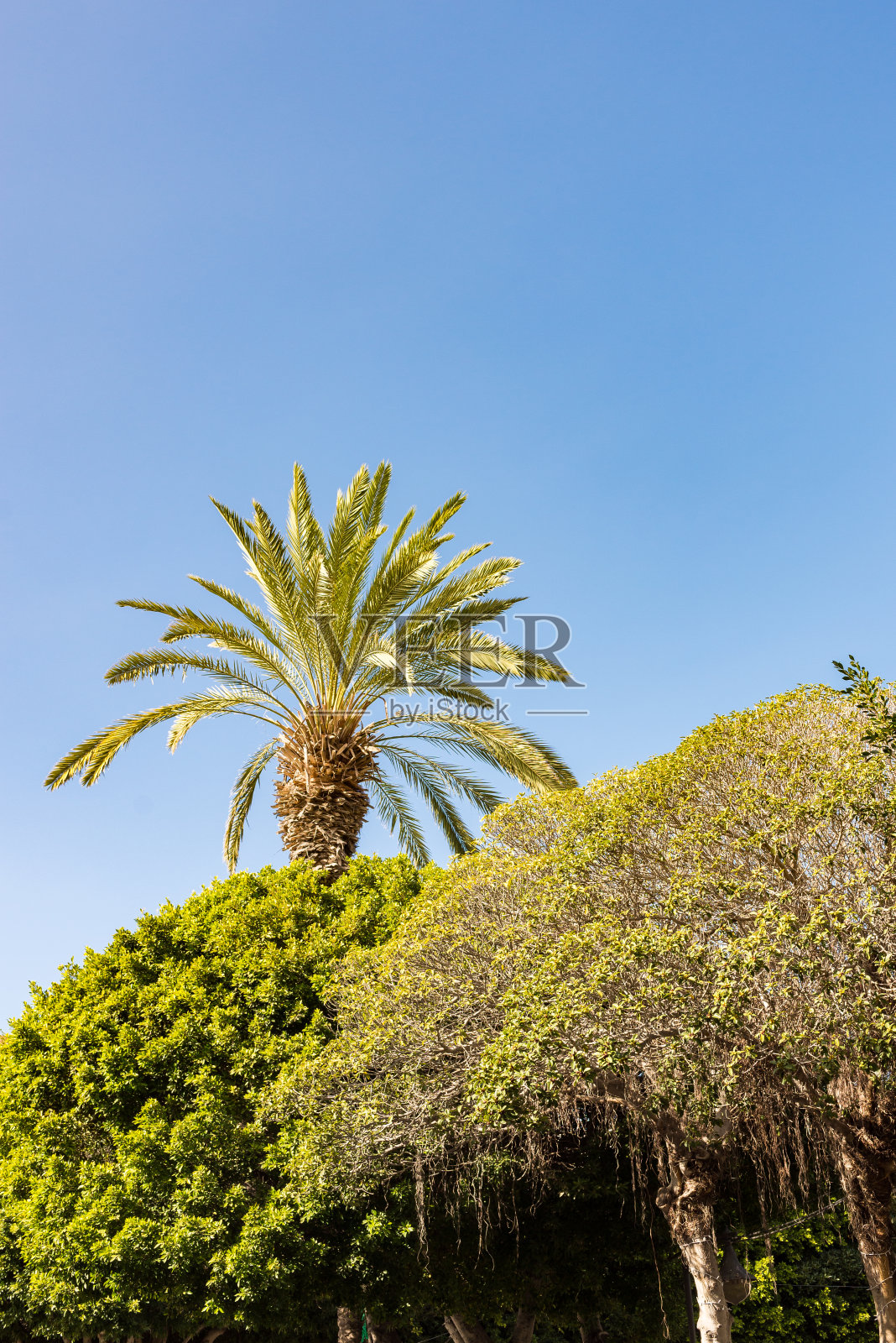 树顶照片摄影图片