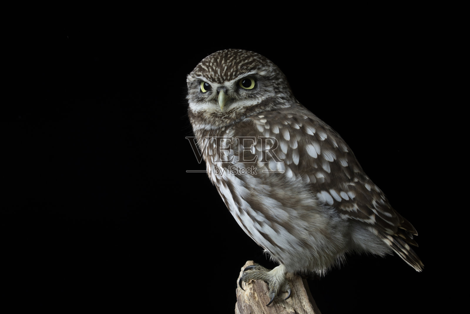 猛禽小猫头鹰照片摄影图片