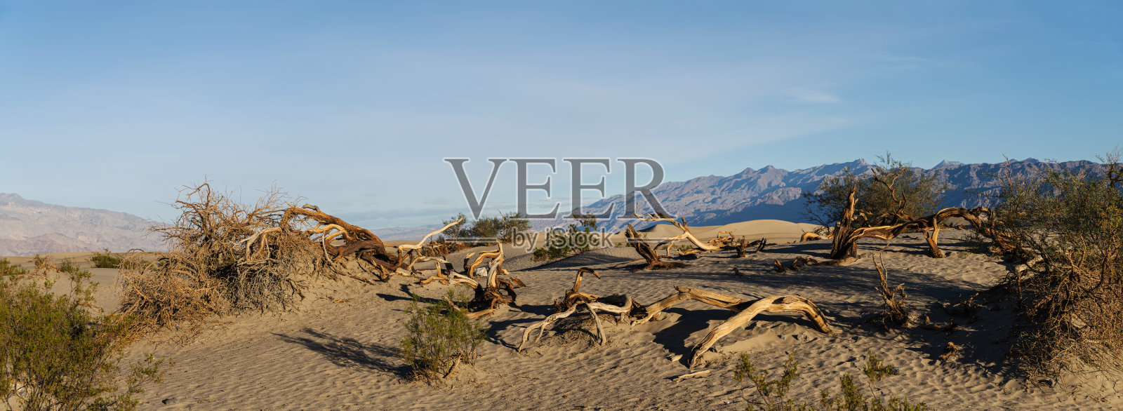 灌木生长在沙丘在牧豆树平原,死亡谷,加利福尼亚。照片摄影图片