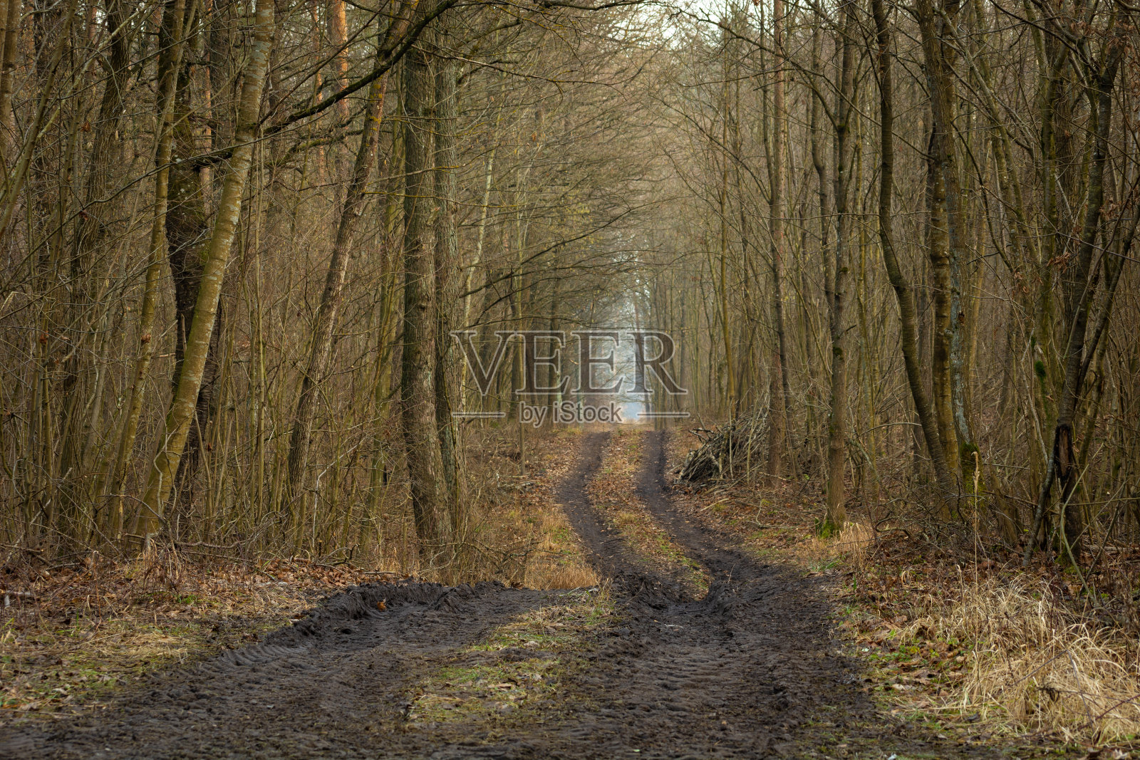 昏暗的秋日森林里的一条土路照片摄影图片