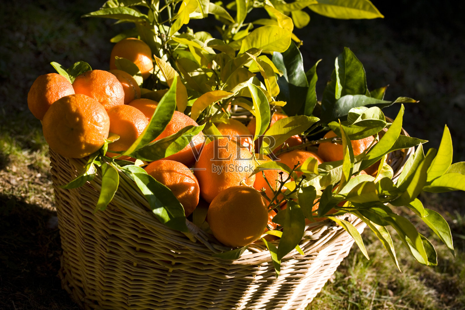 一篮篮的橘子和柠檬照片摄影图片